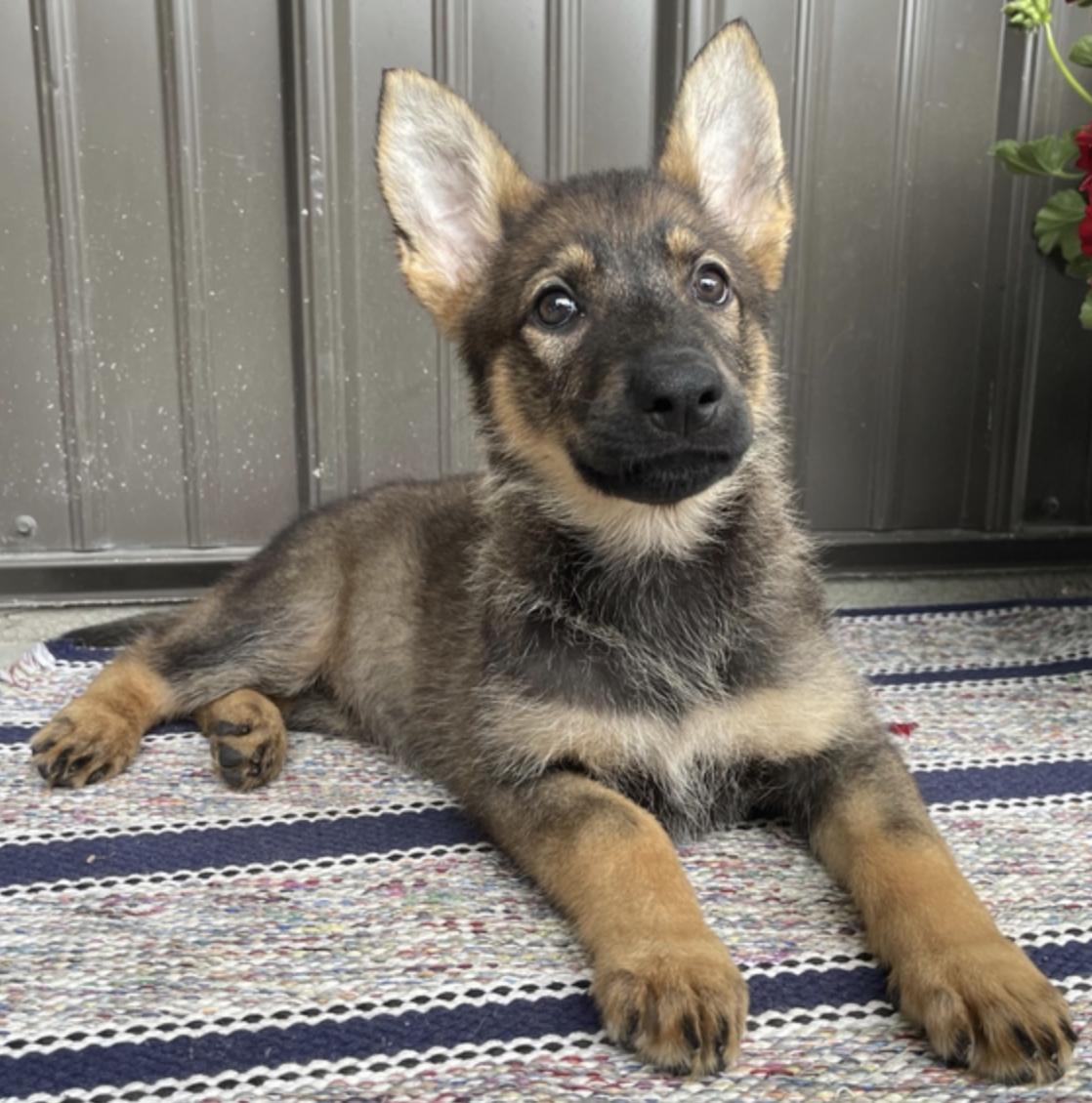 comprar cachorros sanos, baratos y asequibles para la venta